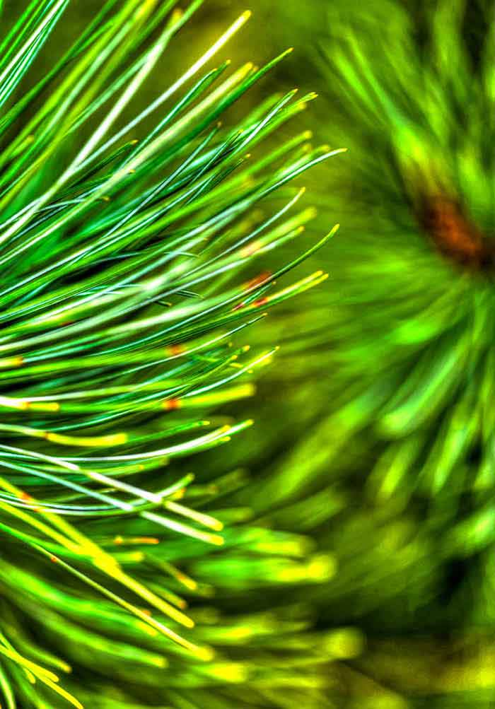New Age Molecular Techniques in Plant Science